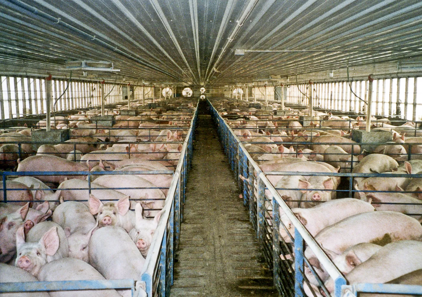 Rows of pigs packed into metal pens running the length of an industrial confinement barn.